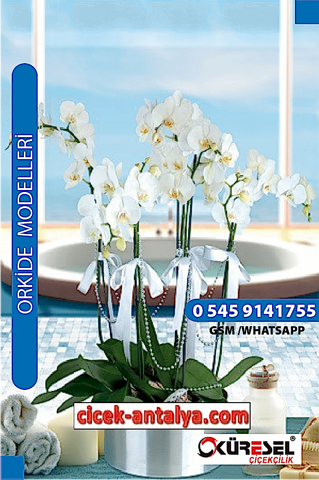 PHALAENOPSİS BEYAZ ORKİDE ÜRÜN KODU OK02 Orkide