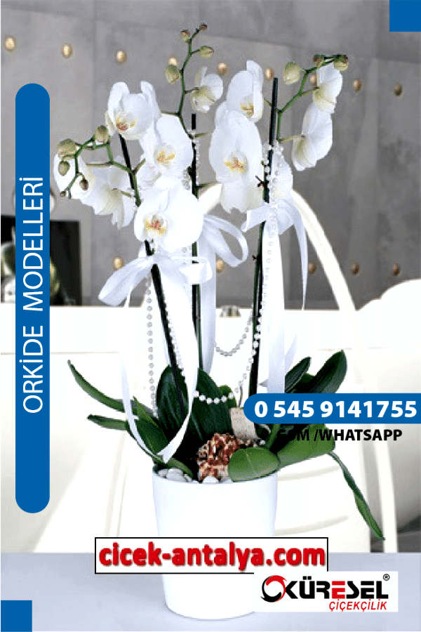 PHALAENOPSİS BEYAZ ORKİDE ÜRÜN KODU OK02 Orkide