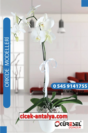 PHALAENOPSİS ORKİDE ÜRÜN KODU OK03 Orkide