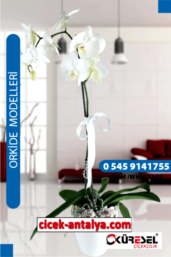 PHALAENOPSİS ORKİDE ÜRÜN KODU OK03 Orkide