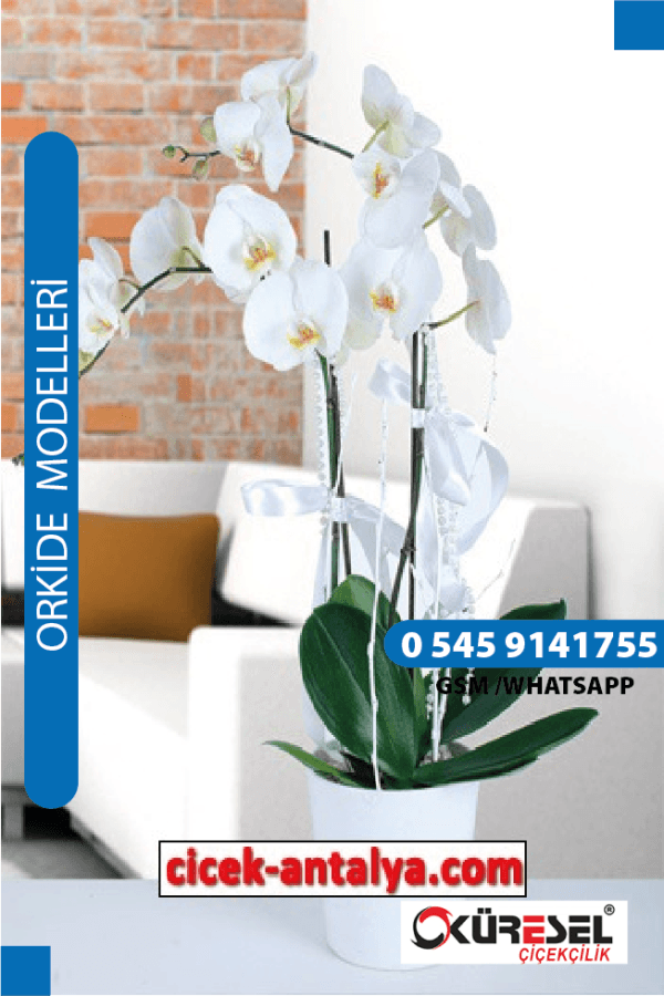VAZODA PHALAENOPSİS BEYAZ ORKİDE ÜRÜN KODU OK01 Orkide
