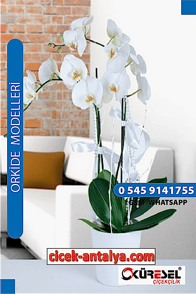 PHALAENOPSİS ORKİDE ÜRÜN KODU OK03 Orkide